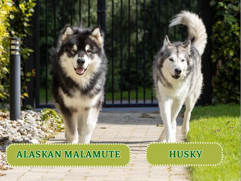 Phân biệt chó Alaska và Husky