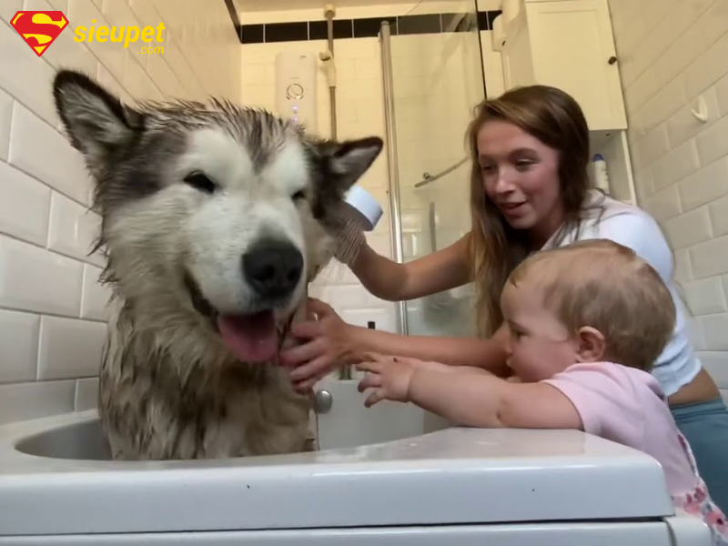 Lưu ý khi tắm cho chó Alaska