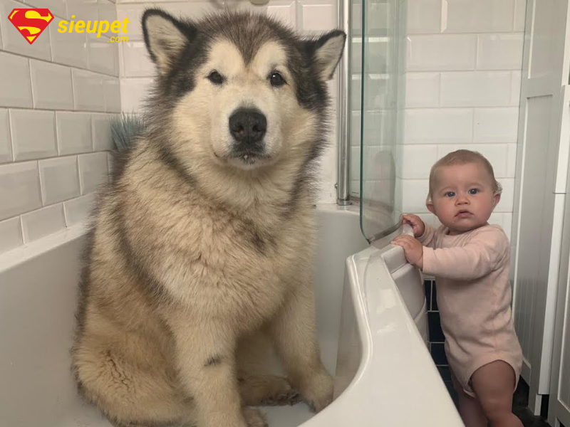 Chăm sóc lông cho chó Alaska sau khi tắm