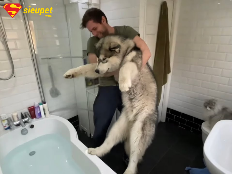 Quy trình tắm cho chó Alaska