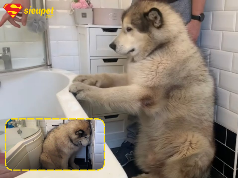 Tầm quan trọng của việc tắm cho chó Alaska