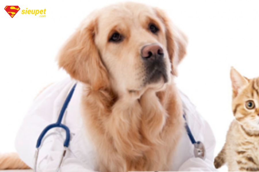 chữa chó bỏ ăn mệt mỏi bằng thuốc