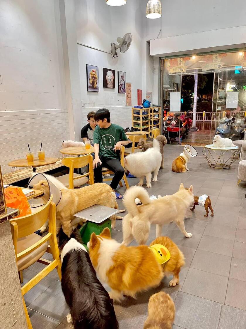 Mô hình cafe chó