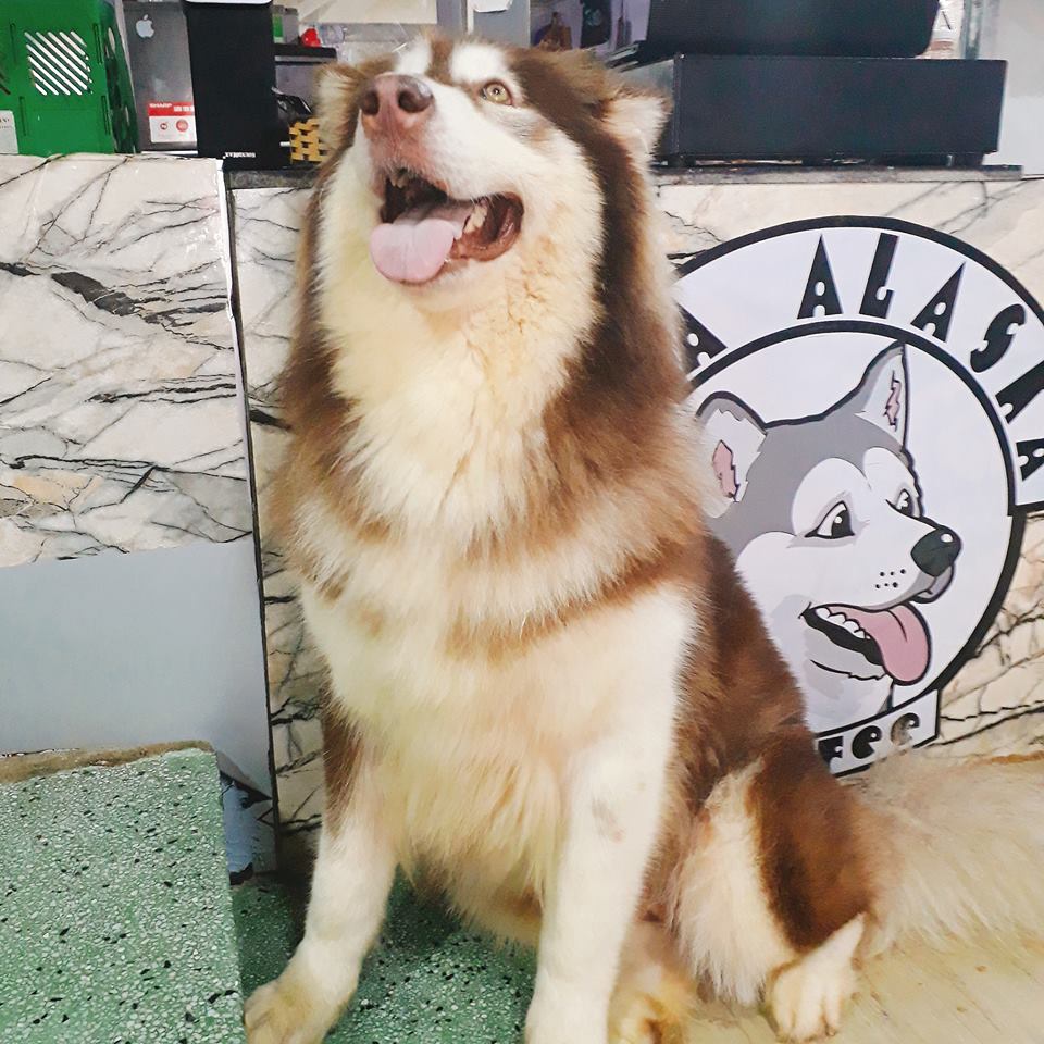 Phân loại chó alaska