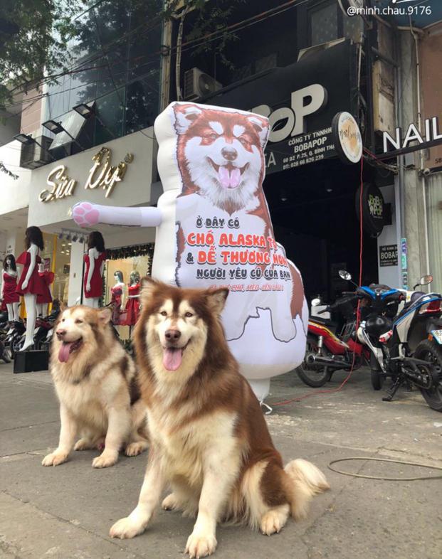 Mô hình cafe chó