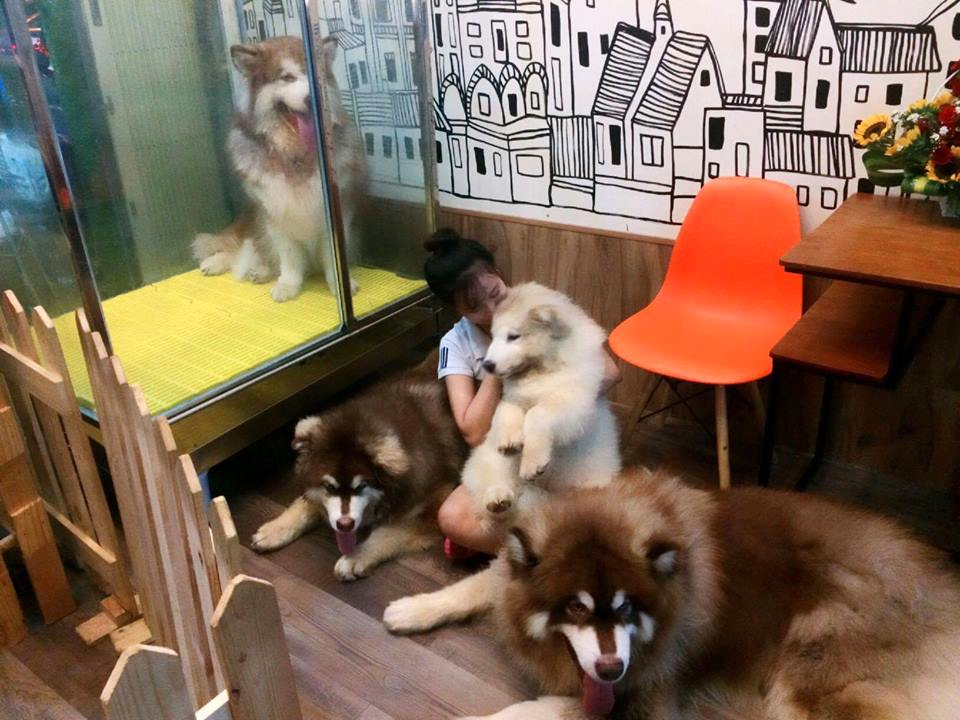 Mô hình cafe chó