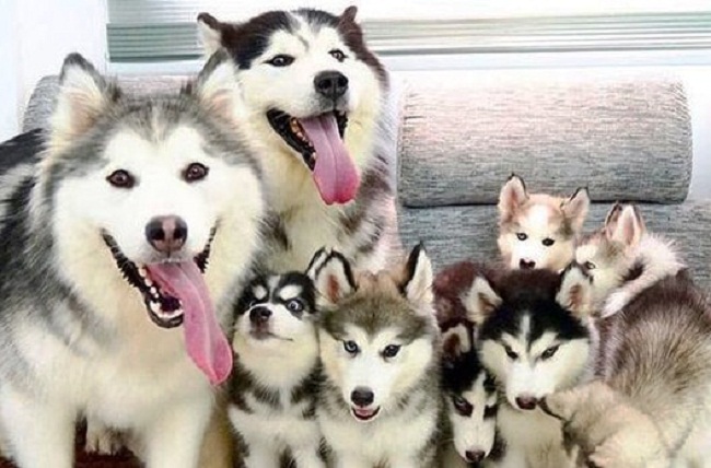 Chó Alaska
