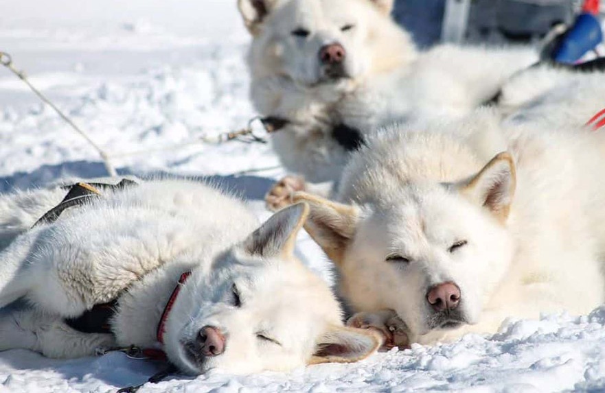 Chó alaska trắng tuyết