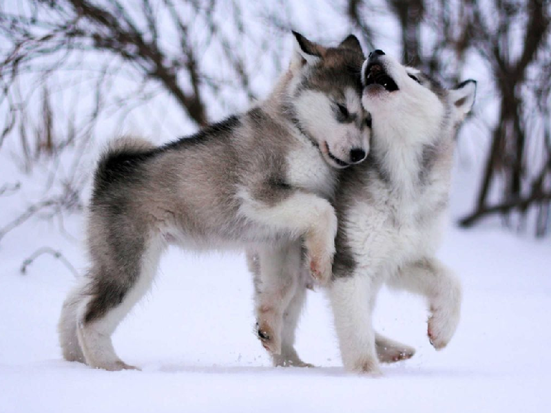 Chăm sóc chó alaska