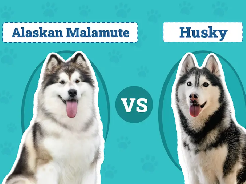 Phân biệt chó Alaskan Malamute và Husky