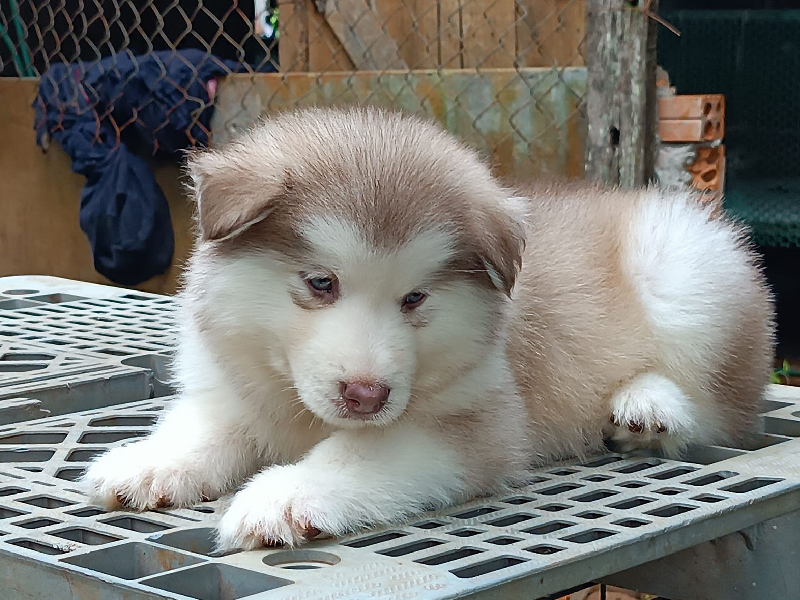 Hình nền chó Alaska đẹp