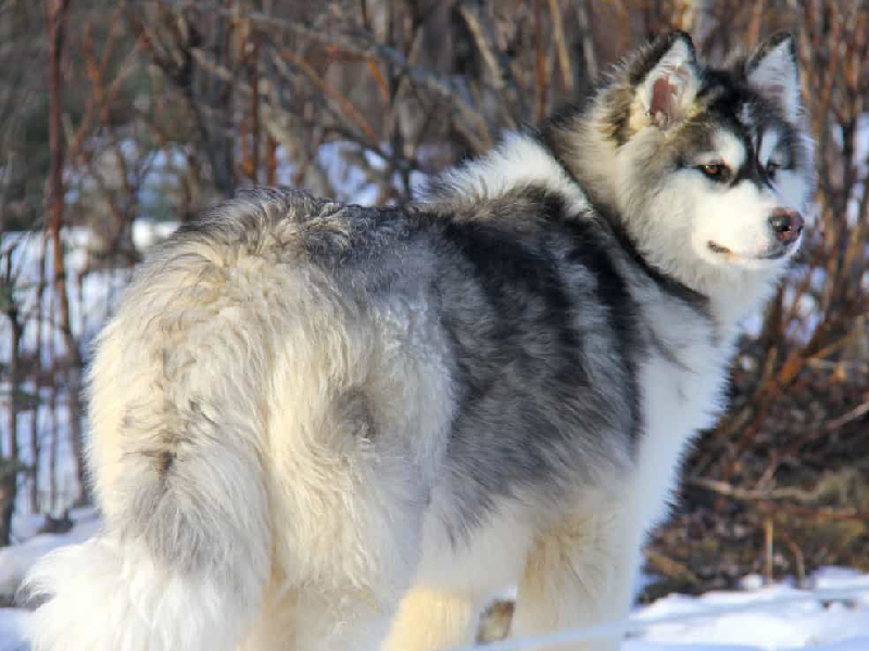 Chó alaska khổng lồ với bộ lông đen trắng