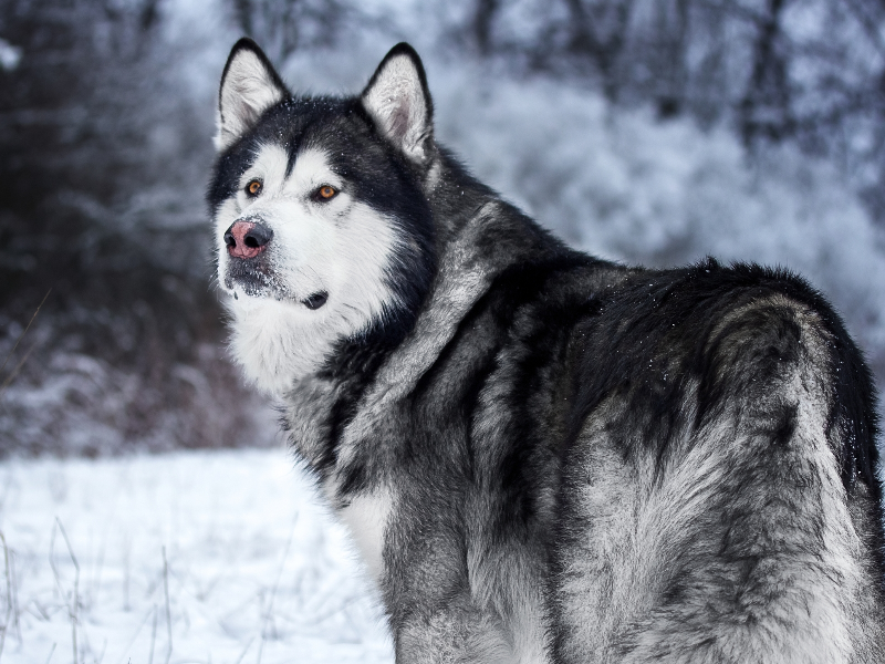 Chăm sóc chó alaska khổng lồ