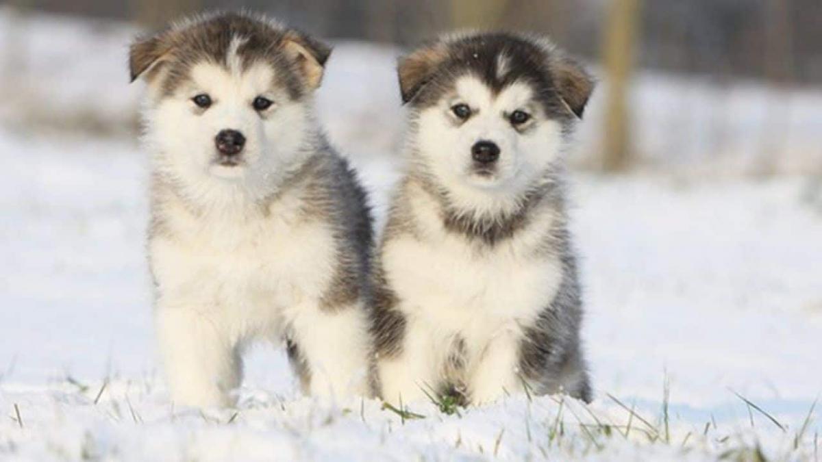 Các giai đoạn phát triển của chó Alaska