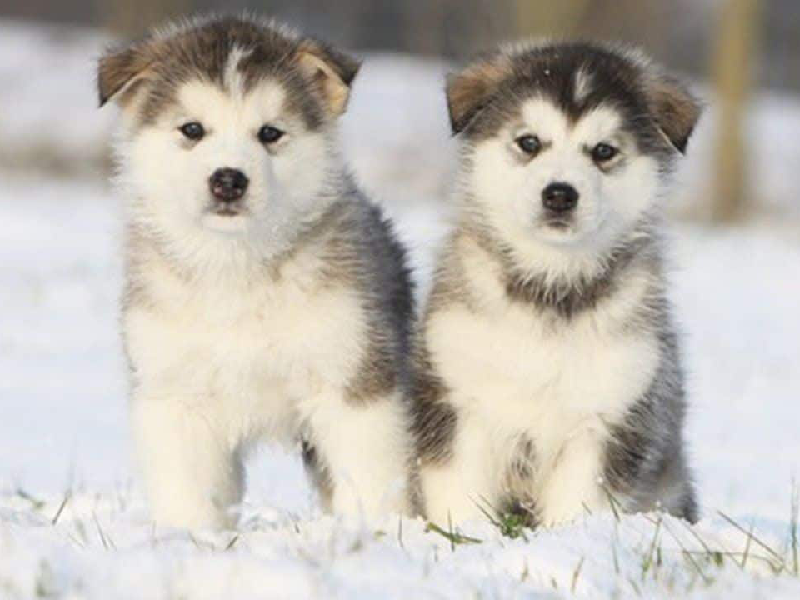 Chăm sóc chó alaska