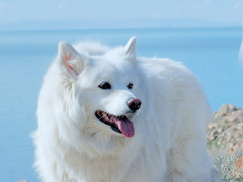 Chăm sóc chó alaska