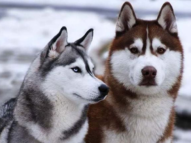So sánh chó Alaska và Husky