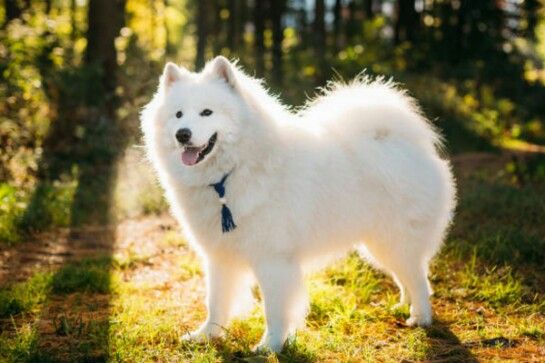 Nuôi chó Samoye đúng cách