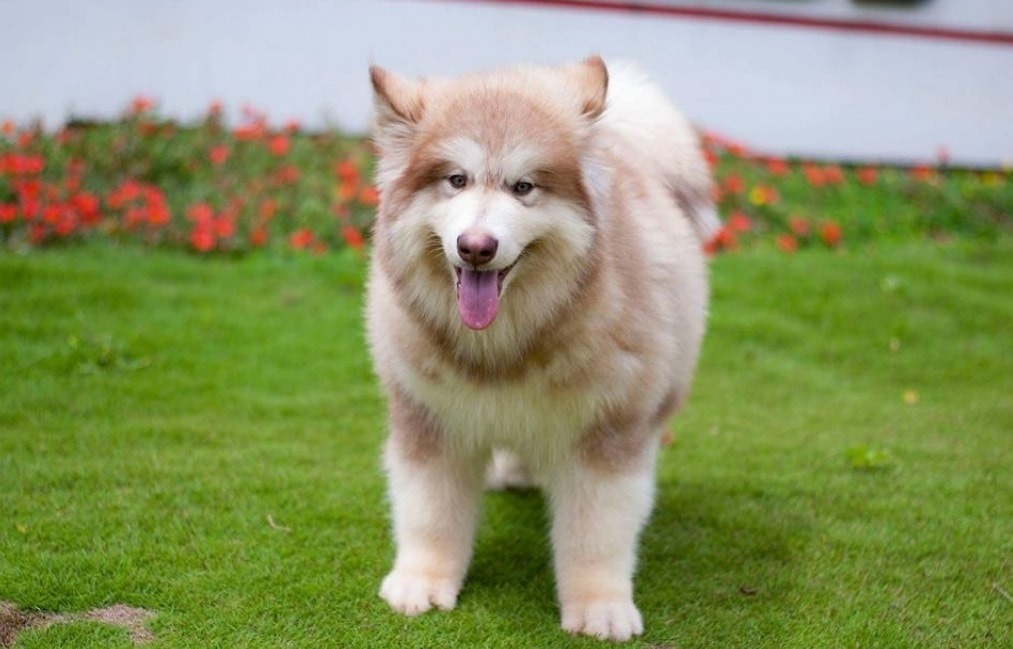 Chó Alaska mang thai bao lâu?