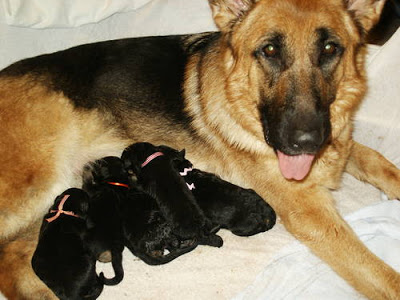 Giống chó Becgia Đức