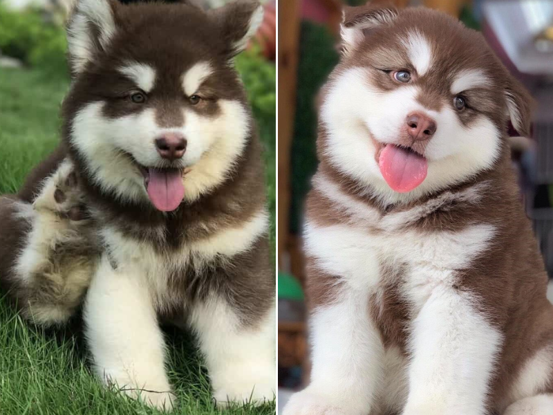 Chi phí nuôi chó Alaska mới đẻ và chăm sóc chó con