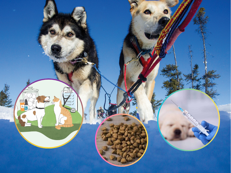 Chi phí chăm sóc sức khỏe cho chó Alasks