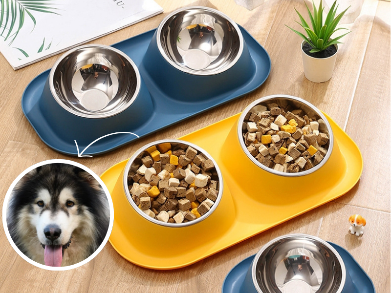 Chi phí phụ kiện nuôi chó Alaska