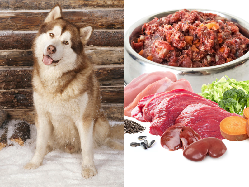 Chi phí thức ăn khi nuôi chó Alaska