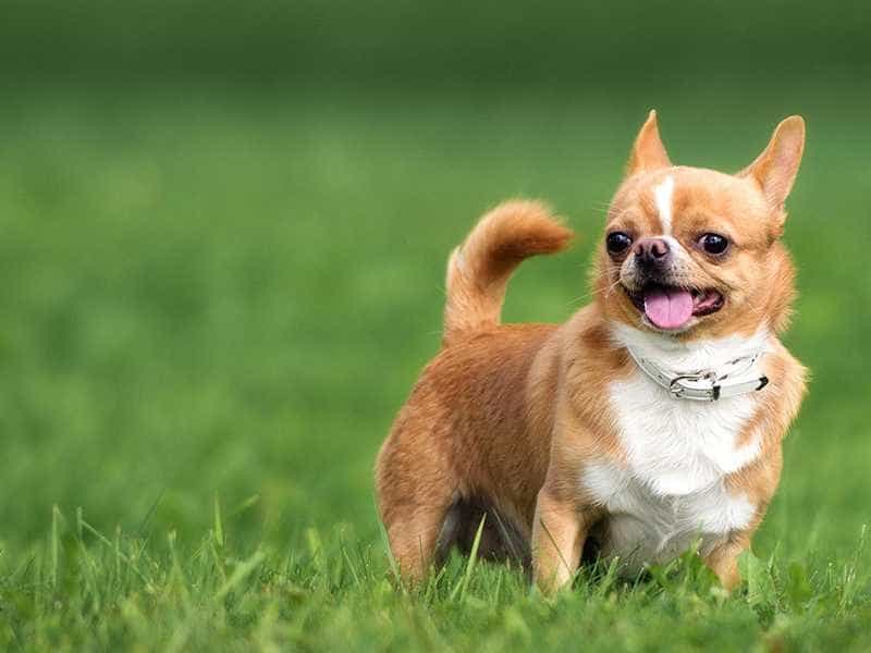 Chihuahua de thuong