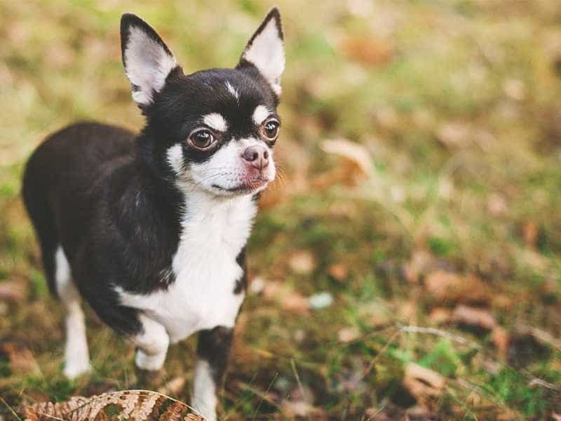 Chihuahua be nho