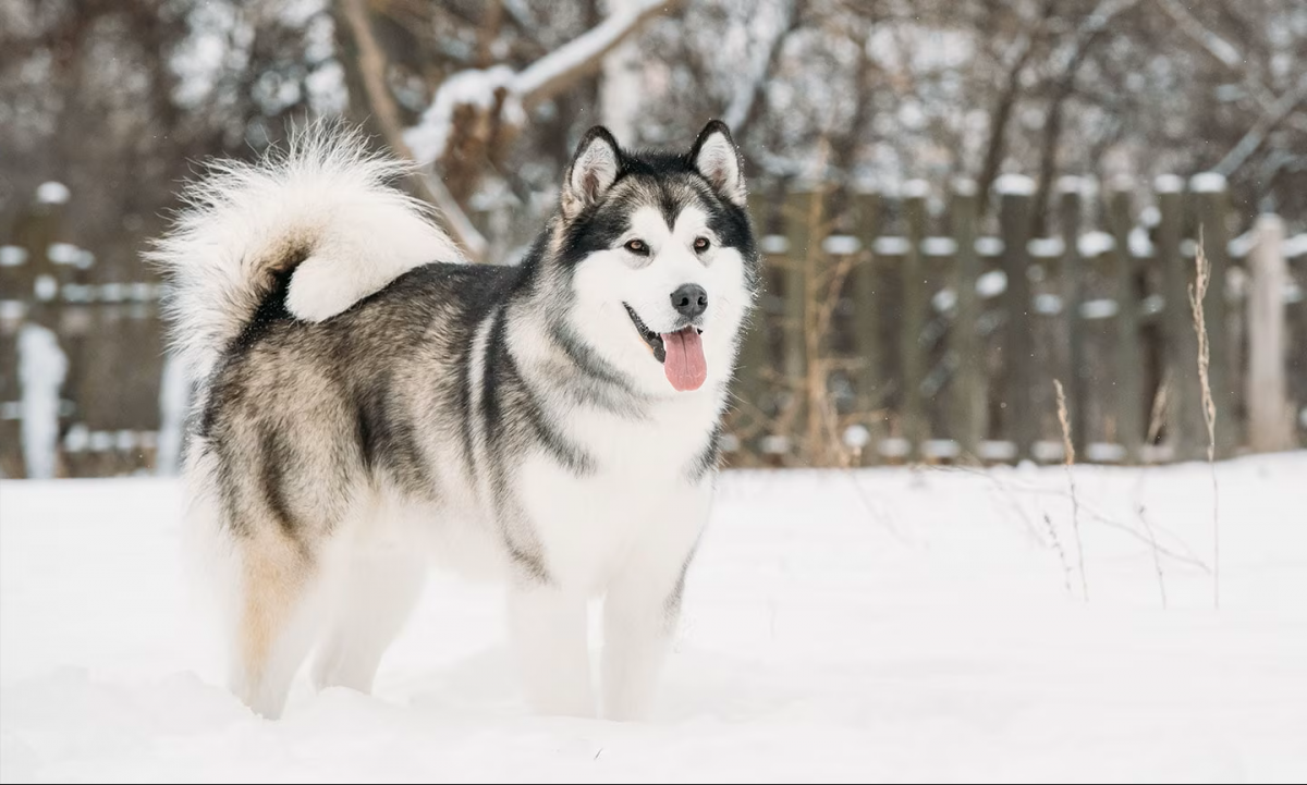 Hình ảnh chó Alaska
