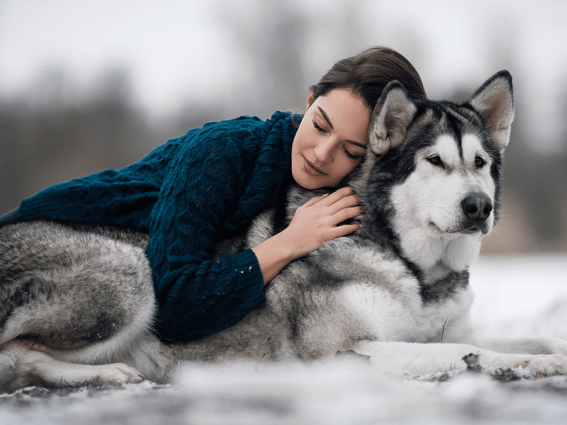 Chó Alaska Malamute