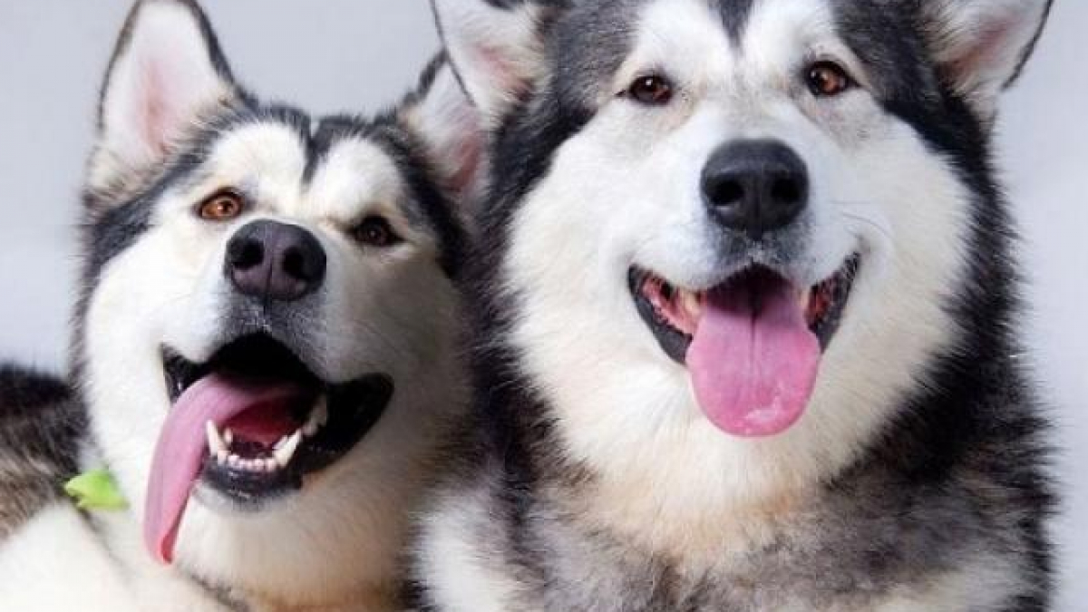 So sánh chó Alaska và Husky