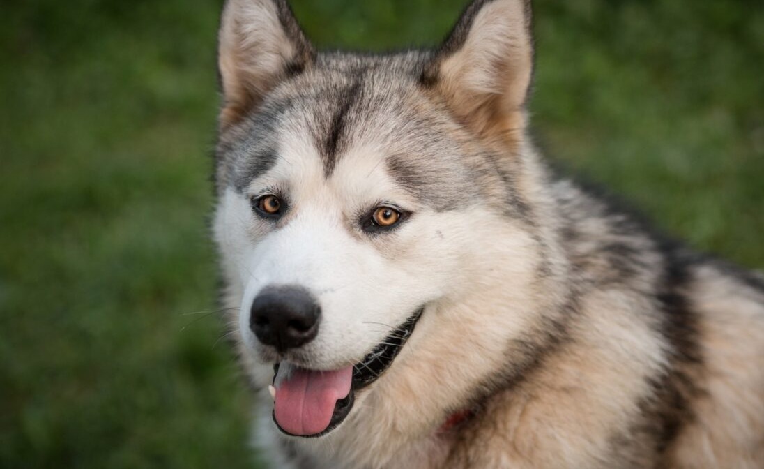 Phối giống chó Alaska