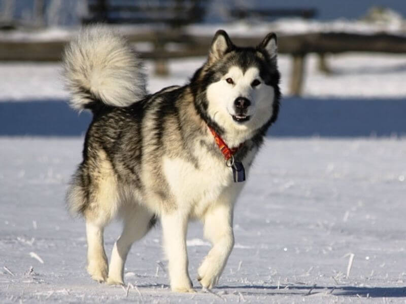 Chó Alaska