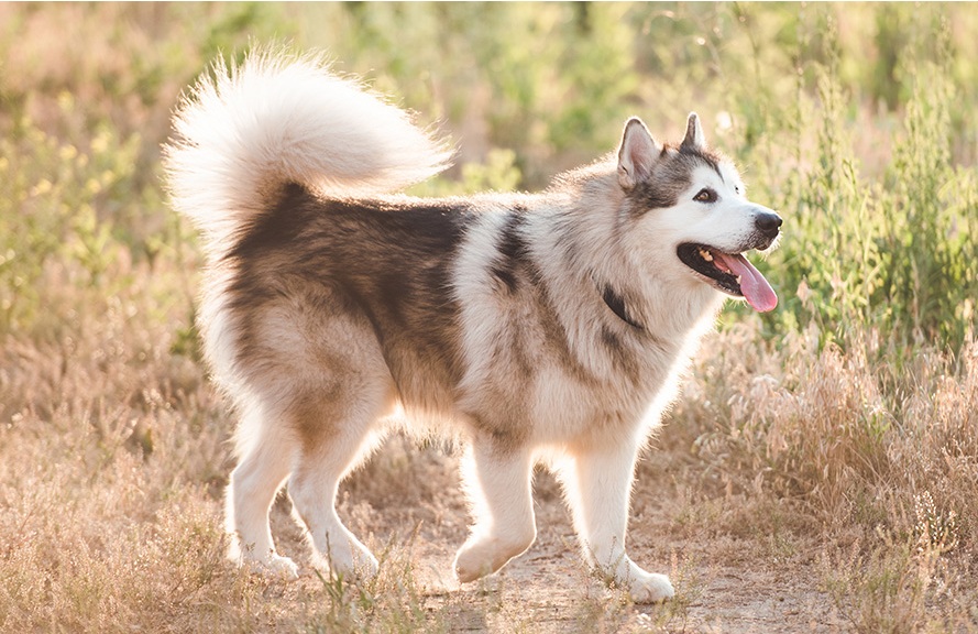 Chó Alaska