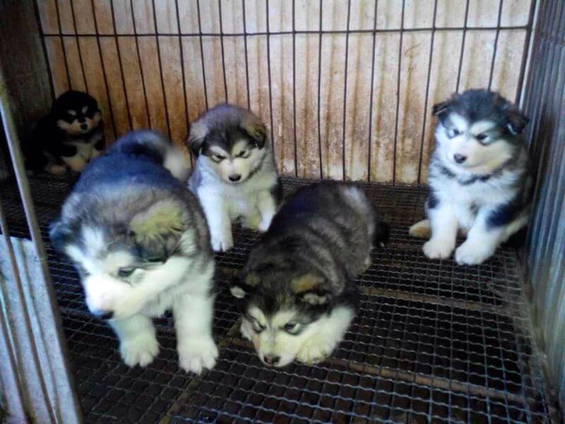 Chó Alaska bé đáng yêu