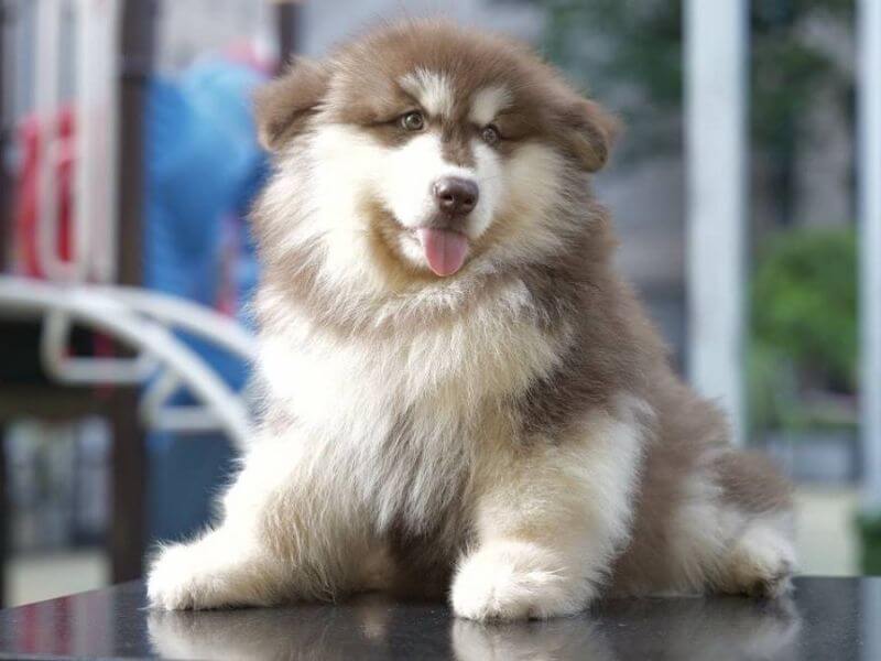Chó alaska 3 tháng tuổi