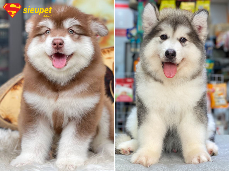 Chó Alaska 4 tháng tuổi nặng bao nhiêu