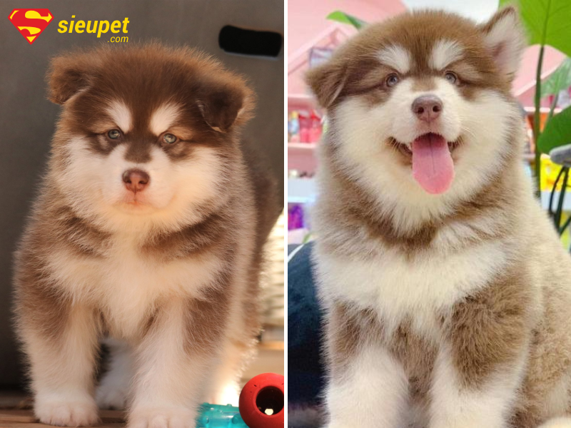 Dấu hiệu nhận biết chó Alaska khỏe mạnh