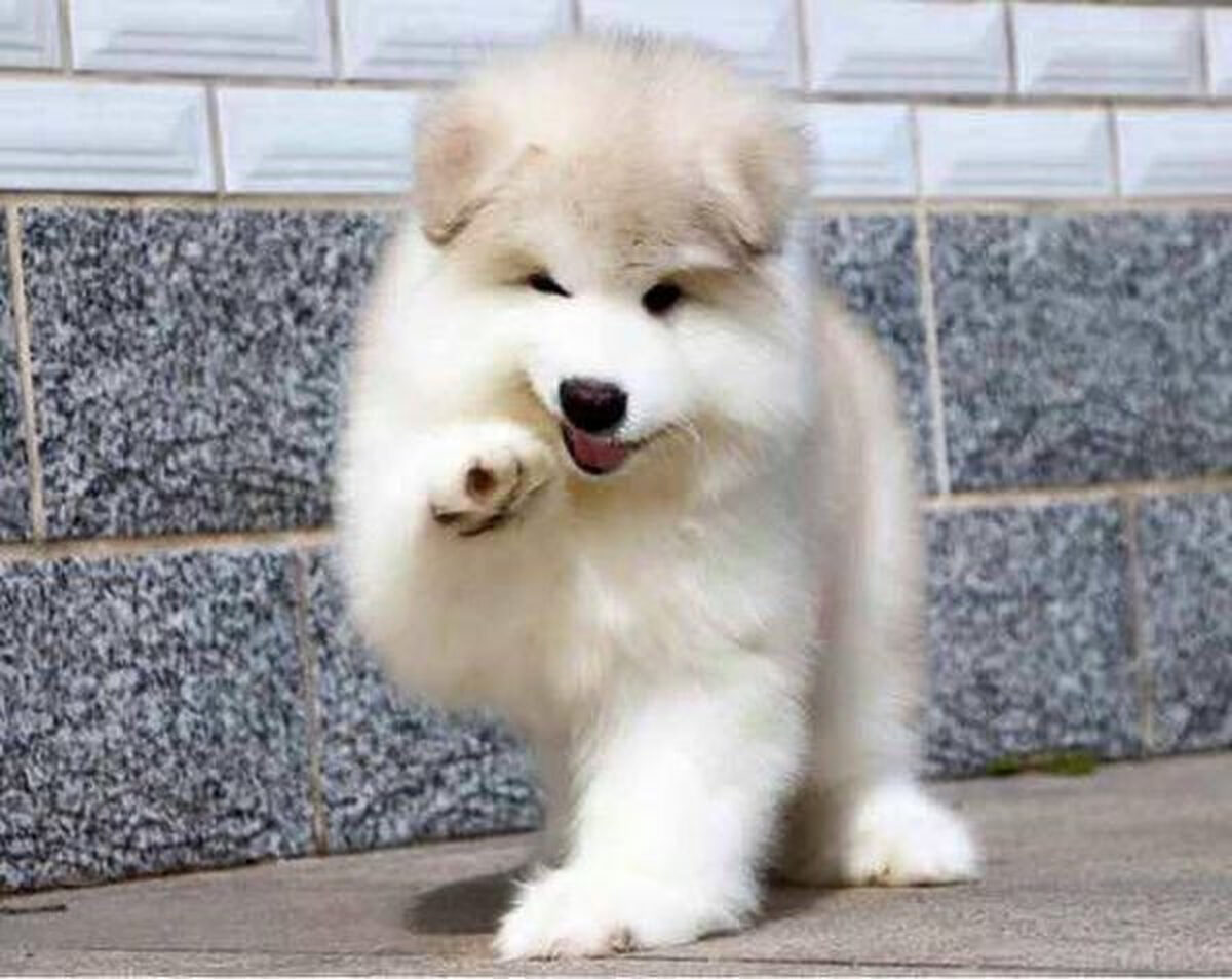 Chó Alaska