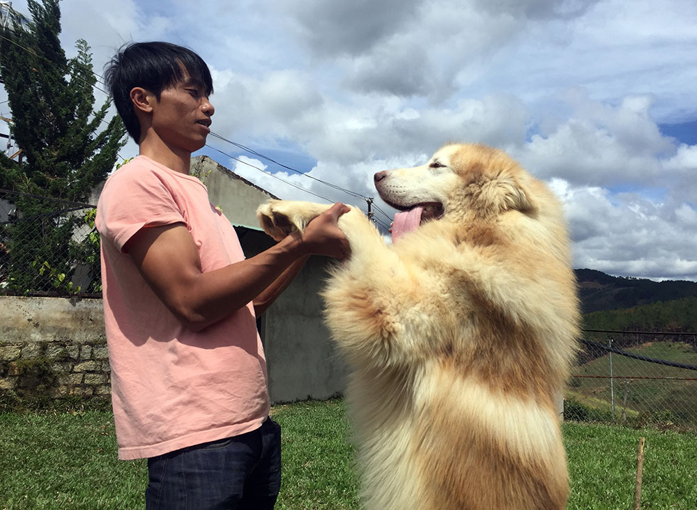 Chó alaska Đà Lạt