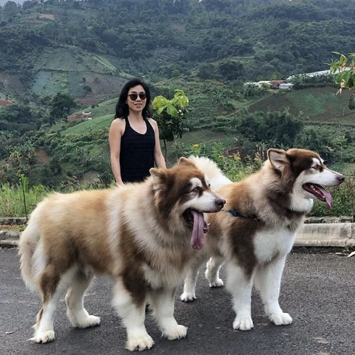 Chó alaska Đà Lạt