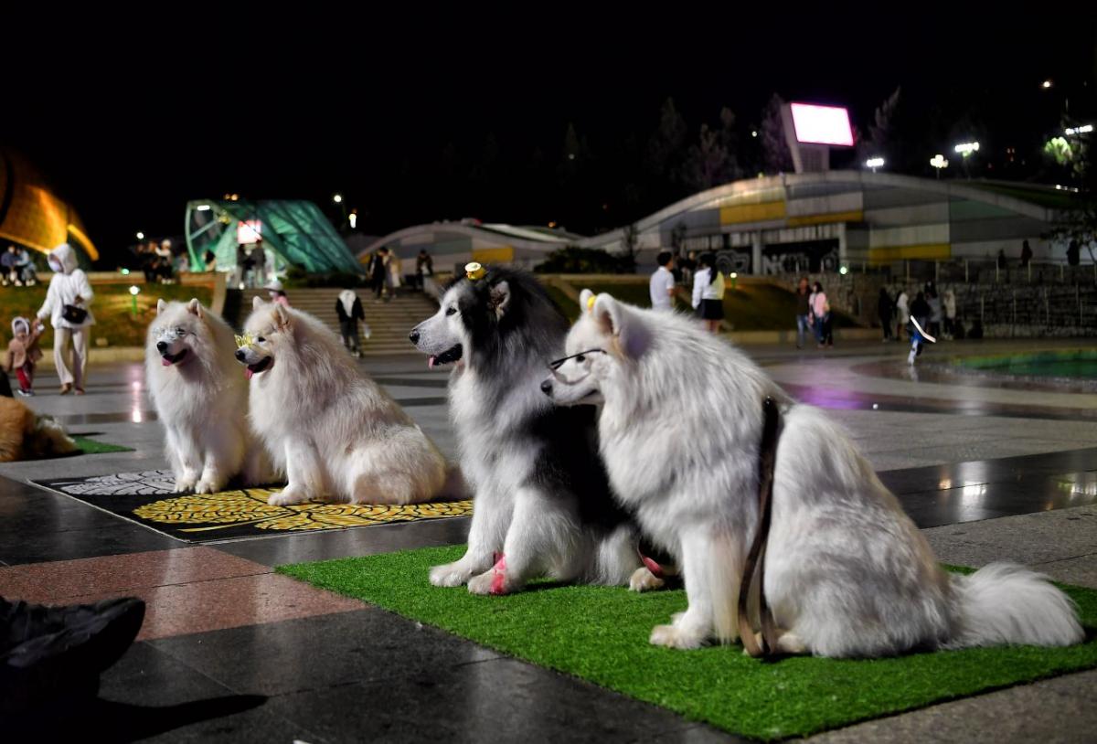 Chó Alaska Đà Lạt