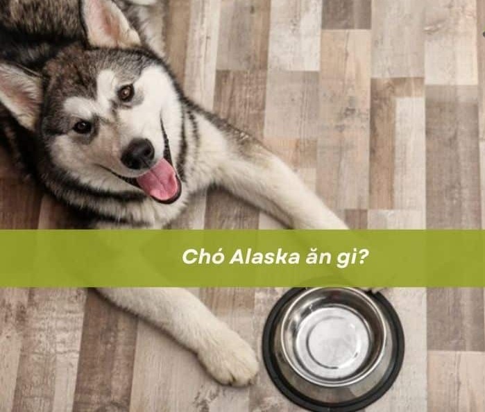 Chó Alaska ăn gì?