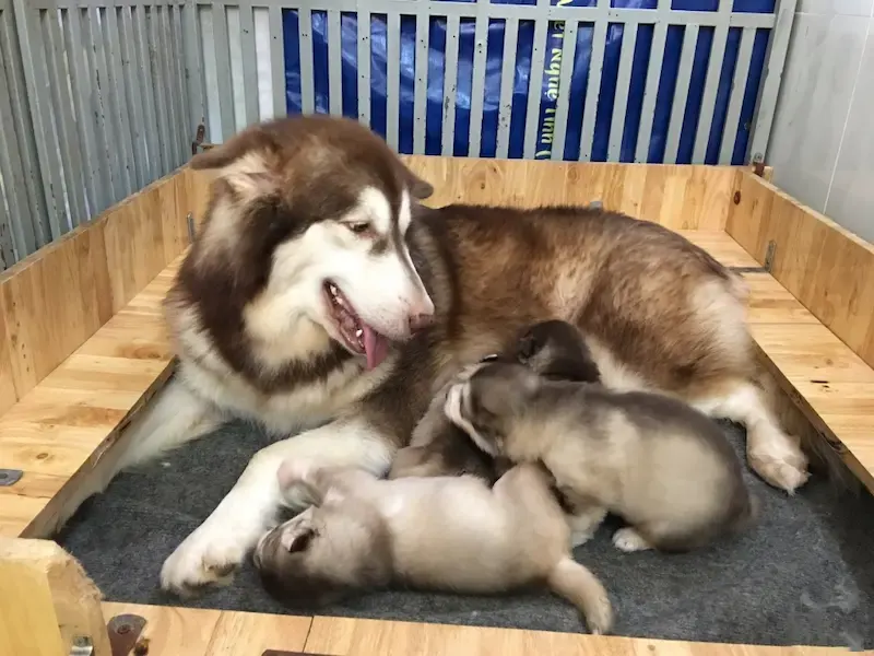 Chó Alaska mang thai bao lâu?