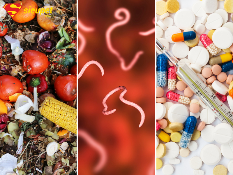 Chó Alaska bị đi ngoài