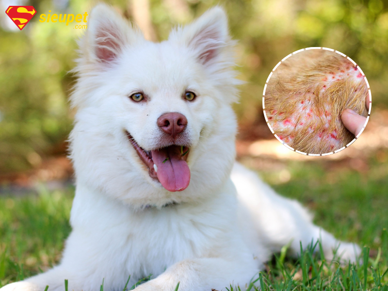 Chó Alaska bị ghẻ