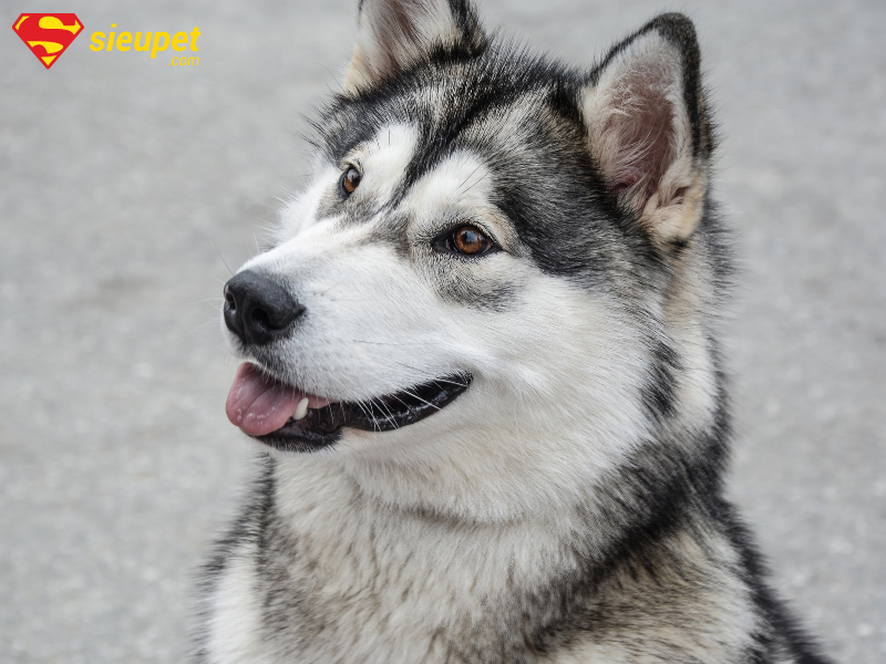 Chó Alaska bị nôn