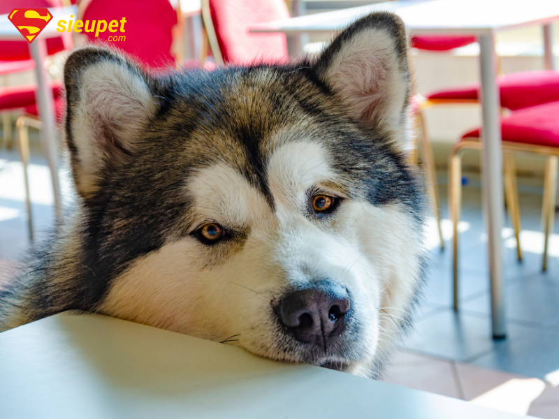 Chó Alaska bị nôn